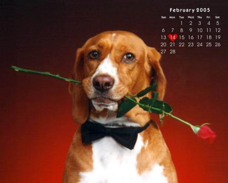 joyeuse saint-valentin à vous tous 